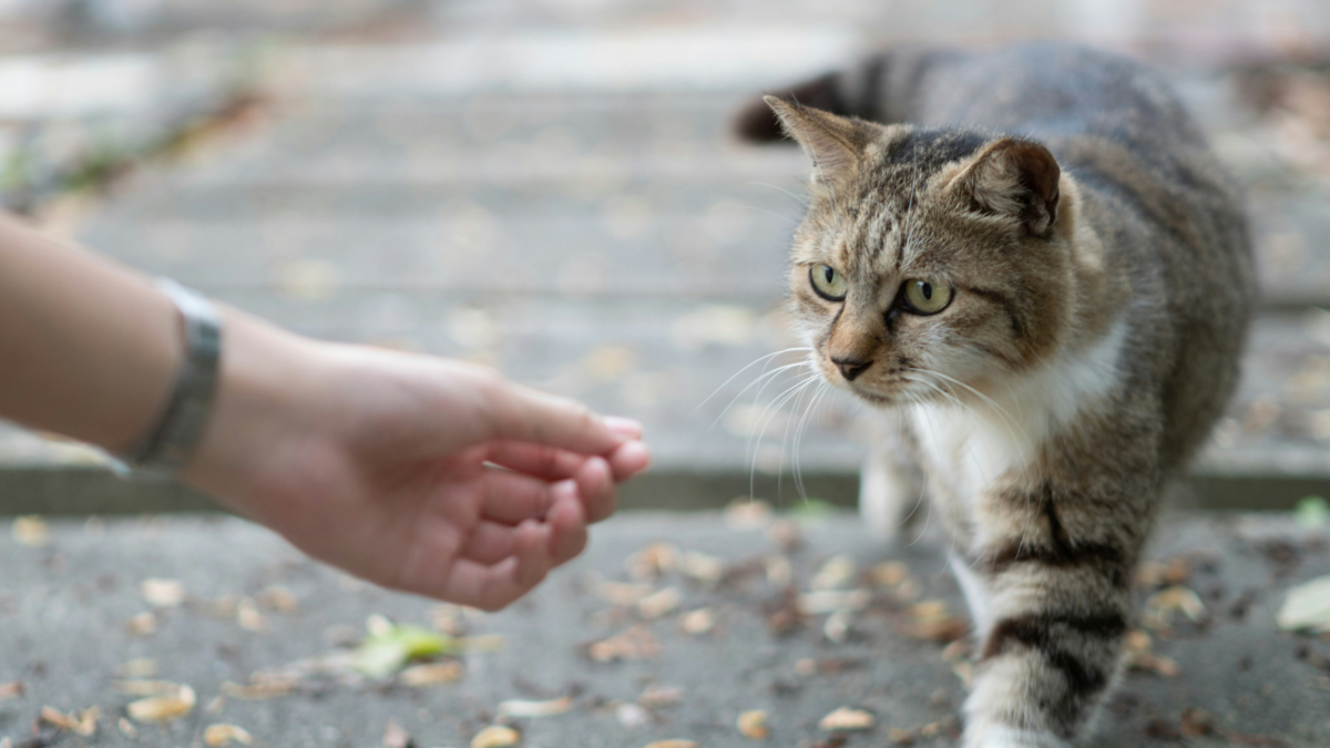 Illustration : "Il est totalement impossible d'éduquer un chat comme un chien : est-ce une idée reçue ?"