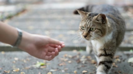Illustration : Il est totalement impossible d'&eacute;duquer un chat comme un chien : est-ce une id&eacute;e re&ccedil;ue ?