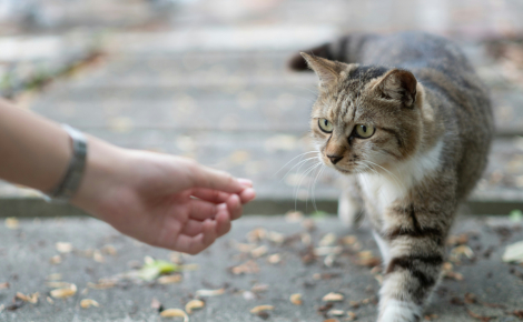 Il est totalement impossible d'éduquer un chat comme un chien : est-ce une idée reçue ?