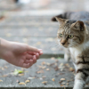 Illustration : Il est totalement impossible d'&eacute;duquer un chat comme un chien : est-ce une id&eacute;e re&ccedil;ue ?