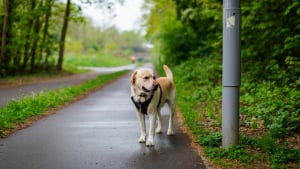 Illustration : Pourquoi votre chien renifle-t-il un simple poteau pendant de longues minutes ?