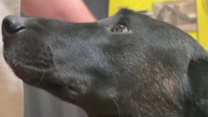 Illustration : Sorti d’un centre canin visé par une enquête pour maltraitance, ce chien apprend à refaire confiance aux humains