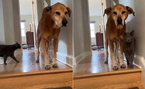 Un chat miaule pour rassurer son vieil ami canin de 14 ans et l’aider à descendre les escaliers sans difficulté (vidéo)