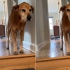 Illustration : Un chat miaule pour rassurer son vieil ami canin de 14 ans et l&rsquo;aider &agrave; descendre les escaliers sans difficult&eacute; (vid&eacute;o)