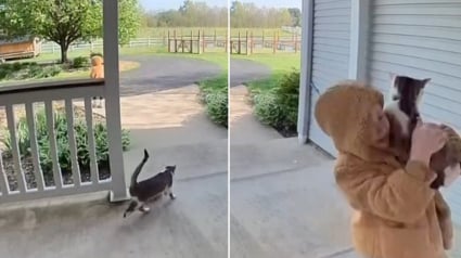 Illustration : Disparue pendant une semaine, une chatte revient seule &agrave; la maison et surprend sa jeune humaine qui refuse de la l&acirc;cher (vid&eacute;o)