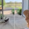 Illustration : Disparue pendant une semaine, une chatte revient seule &agrave; la maison et surprend sa jeune humaine qui refuse de la l&acirc;cher (vid&eacute;o)
