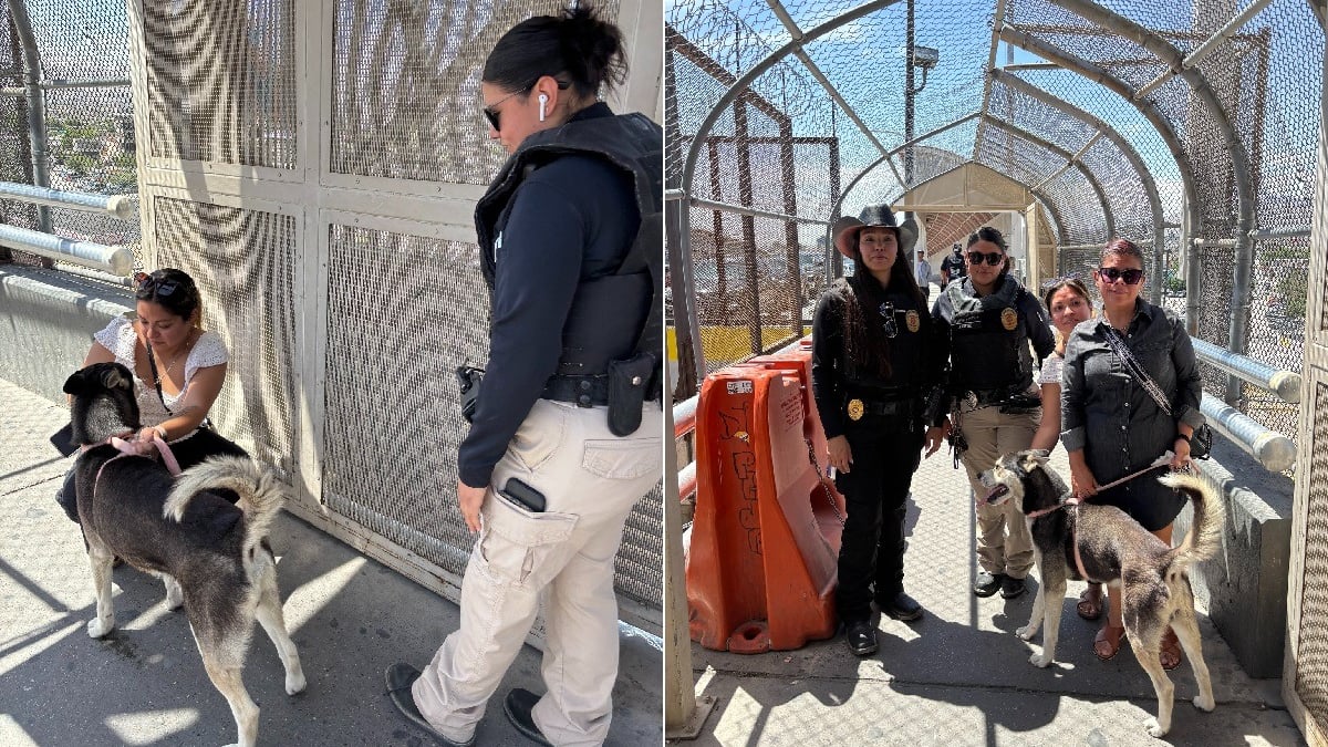 Illustration : "Découvert par des agents animaliers texans, un chien identifié grâce à sa puce retrouve sa famille mexicaine sur le Pont des Amériques"