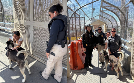 Découvert par des agents animaliers texans, un chien identifié grâce à sa puce retrouve sa famille mexicaine sur le Pont des Amériques
