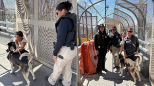 Illustration : Découvert par des agents animaliers texans, un chien identifié grâce à sa puce retrouve sa famille mexicaine sur le Pont des Amériques