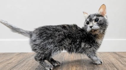 Illustration : Sauv&eacute;e in extremis de l'euthanasie, cette chatte avec de nombreux probl&egrave;mes de sant&eacute; re&ccedil;oit des soins qui changent sa vie
