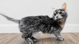 Illustration : Sauv&eacute;e in extremis de l'euthanasie, cette chatte avec de nombreux probl&egrave;mes de sant&eacute; re&ccedil;oit des soins qui changent sa vie