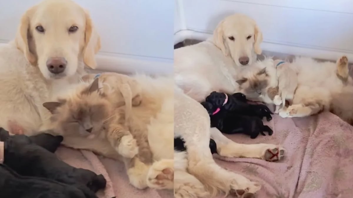 Illustration : "« Papa atypique », ce chat Birman aide la chienne de la famille à s'occuper de ses chiots nouveau-nés (vidéo)"