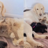 Illustration : &laquo; Papa atypique &raquo;, ce chat Birman aide la chienne de la famille &agrave; s'occuper de ses chiots nouveau-n&eacute;s (vid&eacute;o)