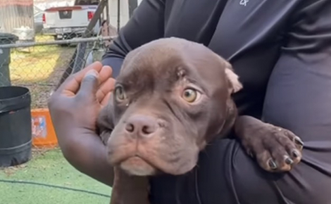 Sauvés d’une situation difficile, 2 chiots émeuvent leur bienfaitrice par leur joie de vivre et leur gratitude (vidéo)