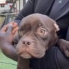 Illustration : Sauv&eacute;s d&rsquo;une situation difficile, 2 chiots &eacute;meuvent leur bienfaitrice par leur joie de vivre et leur gratitude (vid&eacute;o)
