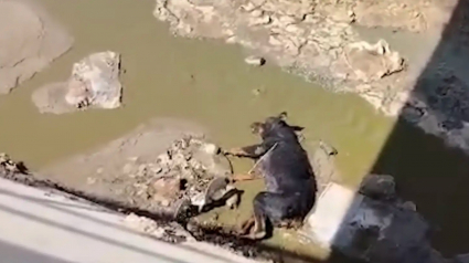 Illustration : Pi&eacute;g&eacute; au fond d'un canal, un Rottweiler &eacute;puis&eacute; lance un ultime cri et re&ccedil;oit l'aide qu'il esp&eacute;rait tant
