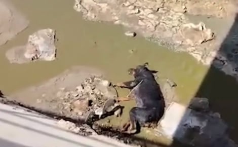 Piégé au fond d'un canal, un Rottweiler épuisé lance un ultime cri et reçoit l'aide qu'il espérait tant