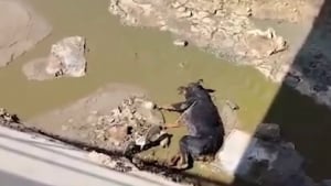 Illustration : "Piégé au fond d'un canal, un Rottweiler épuisé lance un ultime cri et reçoit l'aide qu'il espérait tant"