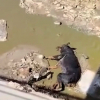 Illustration : Pi&eacute;g&eacute; au fond d'un canal, un Rottweiler &eacute;puis&eacute; lance un ultime cri et re&ccedil;oit l'aide qu'il esp&eacute;rait tant