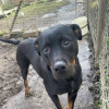 Illustration : Donn&eacute;e via les r&eacute;seaux sociaux puis plac&eacute;e en refuge, cette chienne crois&eacute;e Rottweiler esp&egrave;re une nouvelle famille depuis plusieurs mois (vid&eacute;o)