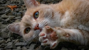 Illustration : "Faut-il couper les griffes d’un chat d’extérieur ?"