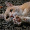 Illustration : Faut-il couper les griffes d&rsquo;un chat d&rsquo;ext&eacute;rieur ?