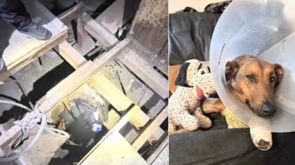 Illustration : Perdue et tomb&eacute;e dans un puits, une chienne lutte pour sa survie pendant 2 heures jusqu'&agrave; son sauvetage par les pompiers