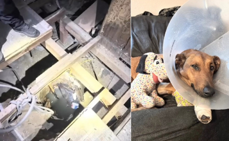 Perdue et tombée dans un puits, une chienne lutte pour sa survie pendant 2 heures jusqu'à son sauvetage par les pompiers