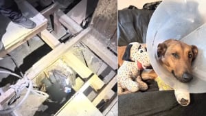 Illustration : Perdue et tomb&eacute;e dans un puits, une chienne lutte pour sa survie pendant 2 heures jusqu'&agrave; son sauvetage par les pompiers