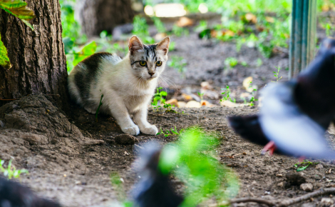 Sauvegarde des oiseaux : 5 minutes de jeu par jour réduisent drastiquement l'instinct de chasse du chat