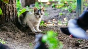 Illustration : Sauvegarde des oiseaux : 5 minutes de jeu par jour r&eacute;duisent drastiquement l'instinct de chasse du chat