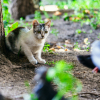 Illustration : Sauvegarde des oiseaux : 5 minutes de jeu par jour r&eacute;duisent drastiquement l'instinct de chasse du chat