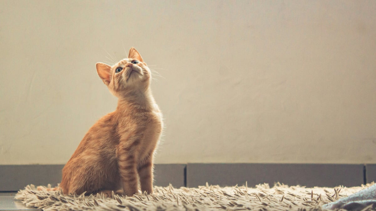 Illustration : "Pourquoi votre chat fixe-t-il longuement un mur blanc et vide ?"