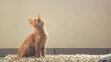 Illustration : Pourquoi votre chat fixe-t-il longuement un mur blanc et vide ?