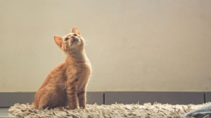 Illustration : Pourquoi votre chat fixe-t-il longuement un mur blanc et vide ?