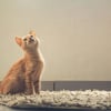Illustration : Pourquoi votre chat fixe-t-il longuement un mur blanc et vide ?
