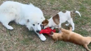 Illustration : Un Patou découvre des chiots abandonnés en forêt et les adopte spontanément pour veiller sur eux comme un père (vidéo)