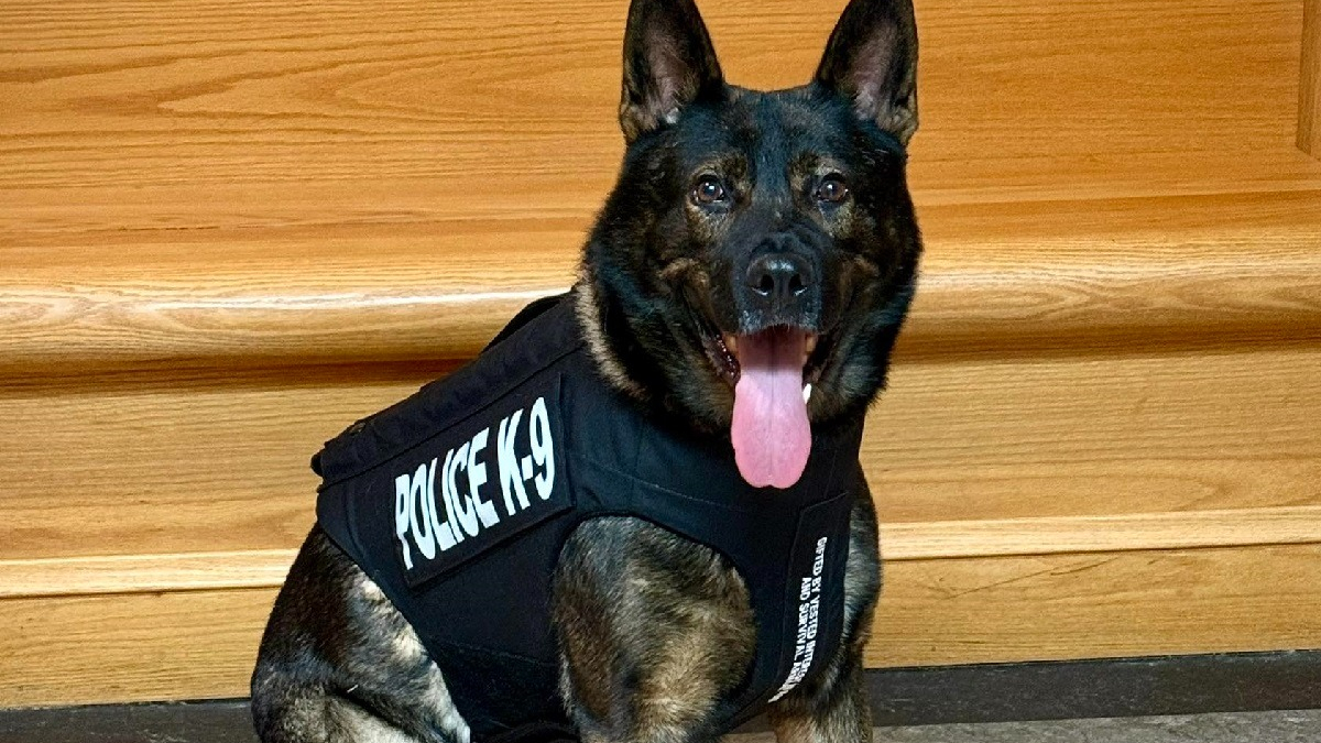 Illustration : "Courageux chien policier, Lobo se voit offrir un gilet pare-balles de la part d'une association pour le protéger lors des missions"