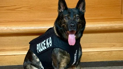 Illustration : Courageux chien policier, Lobo se voit offrir un gilet pare-balles de la part d'une association pour le prot&eacute;ger lors des missions