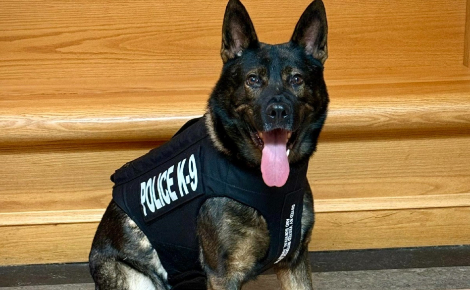 Courageux chien policier, Lobo se voit offrir un gilet pare-balles de la part d'une association pour le protéger lors des missions