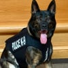 Illustration : Courageux chien policier, Lobo se voit offrir un gilet pare-balles de la part d'une association pour le prot&eacute;ger lors des missions