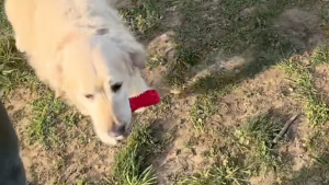 Illustration : Autrefois utilisé pour la reproduction, ce vieux Golden Retriever apprend enfin à s’amuser et à rapporter une balle (vidéo)