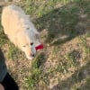Illustration : Autrefois utilis&eacute; pour la reproduction, ce vieux Golden Retriever apprend enfin &agrave; s&rsquo;amuser et &agrave; rapporter une balle (vid&eacute;o)