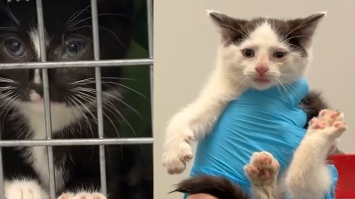 Illustration : "Plus de 40 chats découverts dans un camping-car insalubre et surpeuplé ont droit à un nouveau départ après leur sauvetage (vidéo)"
