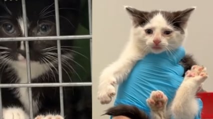 Illustration : Plus de 40 chats d&eacute;couverts dans un camping-car insalubre et surpeupl&eacute; ont droit &agrave; un nouveau d&eacute;part apr&egrave;s leur sauvetage (vid&eacute;o)