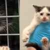Illustration : Plus de 40 chats d&eacute;couverts dans un camping-car insalubre et surpeupl&eacute; ont droit &agrave; un nouveau d&eacute;part apr&egrave;s leur sauvetage (vid&eacute;o)