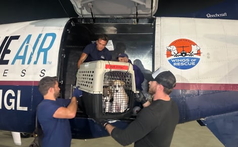 100 animaux sont transférés en avion après une affaire d’accumulation compulsive, la mission est soutenue par plusieurs stars