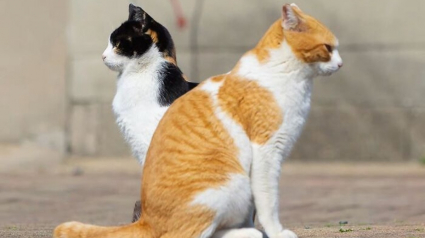Illustration : 14 photos de chats qui coordonnent leurs mimiques &agrave; la perfection (ou presque)