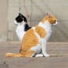 Illustration : 14 photos de chats qui coordonnent leurs mimiques &agrave; la perfection (ou presque)