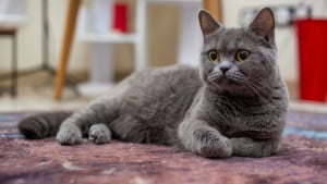 Illustration : "Les chats purgent leurs boules de poils naturellement sans danger, vrai ou faux ?"